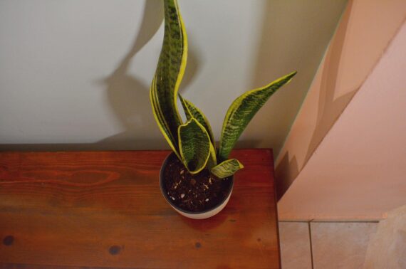 melina apartments chania | Melinas House | Chania, Crete